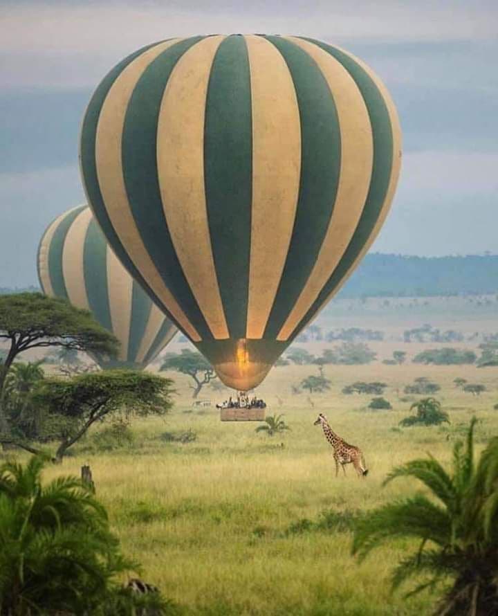 Skies Over The Wild - Image 1